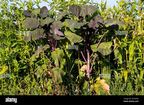 Purple leaf mustard plant growing in a field with other plants, also ...