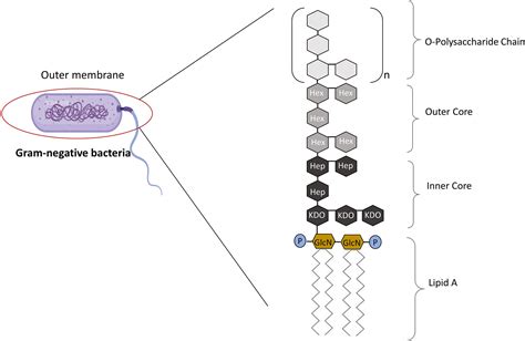 Frontiers | Role of Metabolic Endotoxemia in Systemic Inflammation and ...