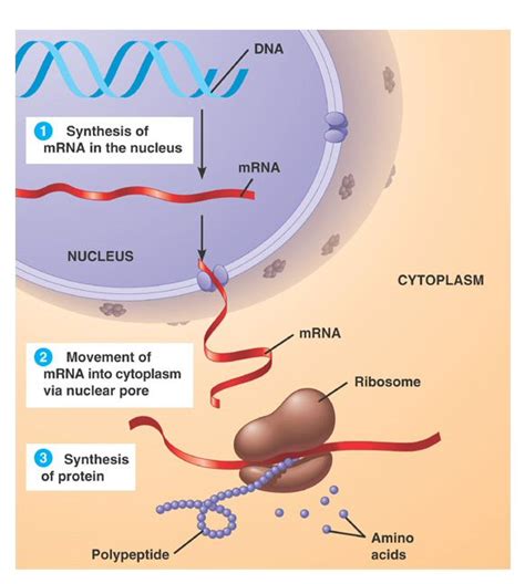 Unit 2.2 - Protein synthesis - Discover Math and Science Now