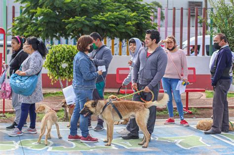 Perros callejeros en Chimalhuacán se ha convertido en un problema de ...