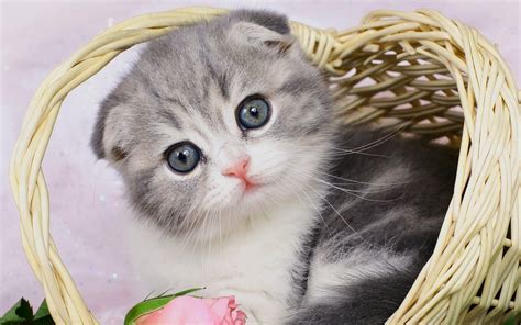 Beautiful Cats Wallpapers - Beautiful wallpapers collection 2018