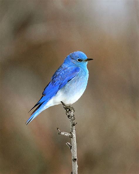 Mountain Bluebird Stock Photos, Pictures & Royalty-Free Images - iStock