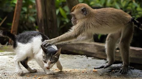 MONKEYS Playing With CATS | Funny Videos of Animal Compilation - YouTube