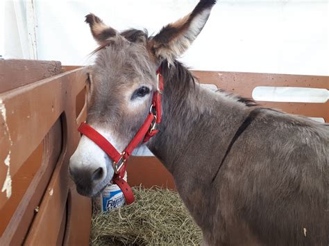 Donkey Free Stock Photo - Public Domain Pictures