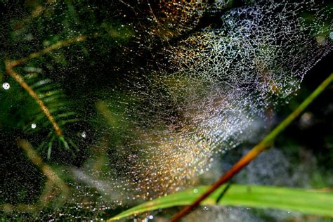 Atmospheric Phenomena: Mysterious colours in the thistle seed