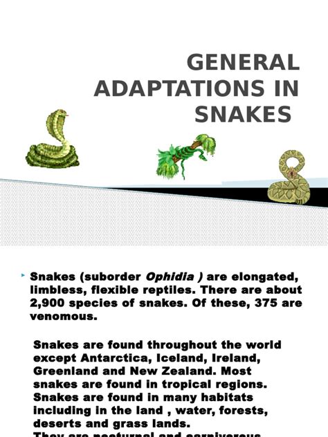 General Adaptations in Snakes | Snake | Urinary System