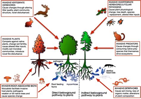 Impacts of invasive biota in forest ecosystems in an aboveground–belowground context | SpringerLink