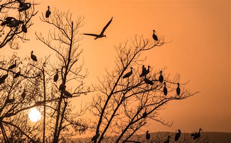 10 gorgeous photographs of bird-life in Israel - ISRAEL21c