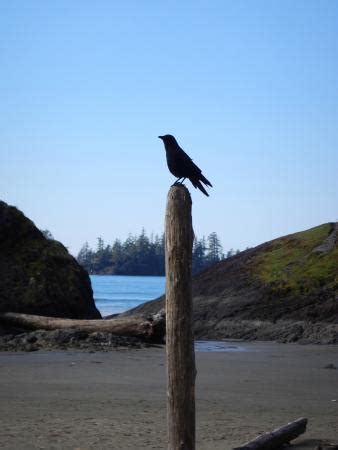 Long Beach (Tofino) - 2021 All You Need to Know BEFORE You Go (with ...