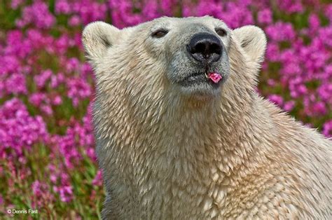 Canadian Photographer Captures Polar Bears Playing In Flower Fields ...