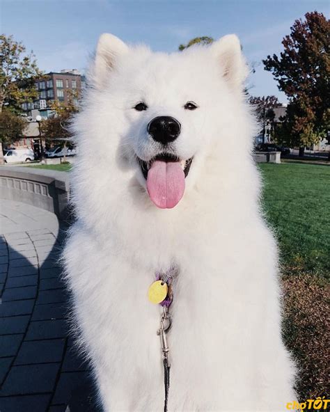 Chó Samoyed Trắng, Đen Thuần Chủng, Lai Đẹp, Giá Rẻ Toàn quốc - Thucanh.vn - Website chuyên ...