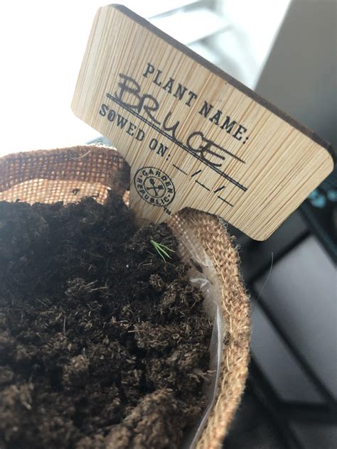 My bonsai sprouted! Meet baby Bruce, the spruce. : r/plants