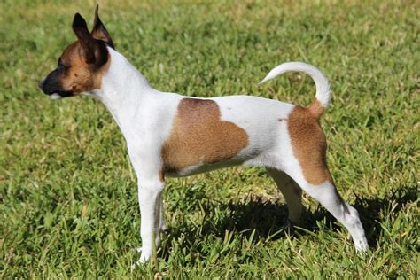 Tenterfield Terrier - TerrierPlanet.com