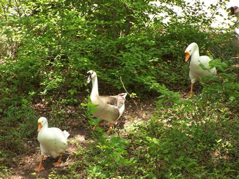 Ducks Walking Free Stock Photo - Public Domain Pictures