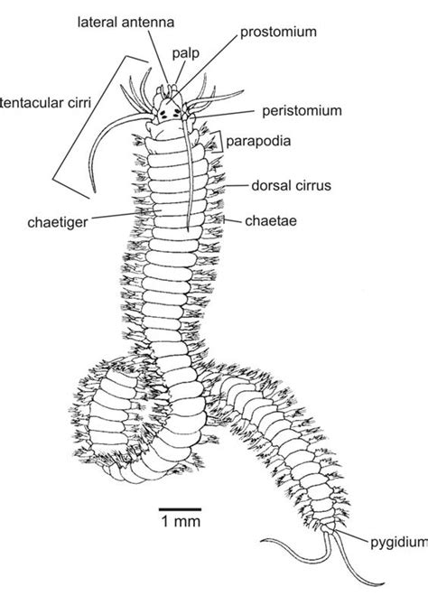 1 A polychaete belonging to the family Nereididae, showing the... | Download Scientific Diagram