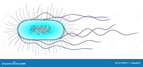 E. Coli Cell Stock Illustration - Image: 47159911