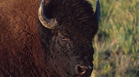 Ice age bison fossils shed light on early human migrations in North America | University of ...