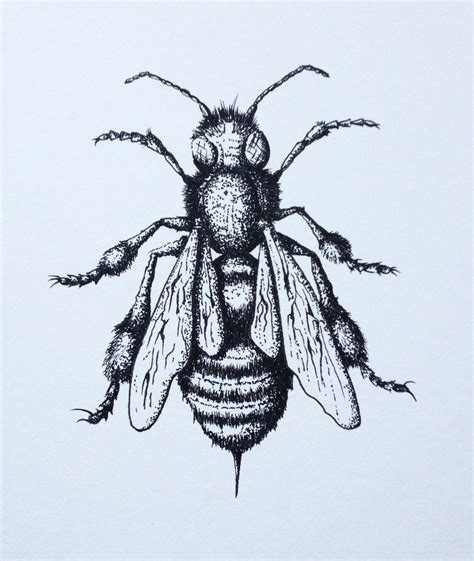 Bee Drawing by LordColinOneal on DeviantArt