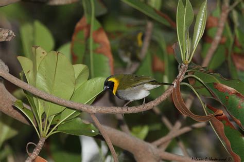 Cuban Grassquit Male | WarblerLady | Flickr