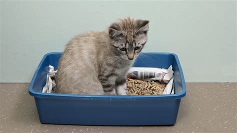 10 Steps How to Train A Kitten to Use A Litter Box in a Week - CatBounty