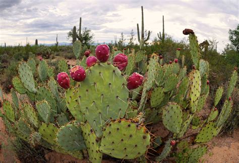 Sonoran Desert Cacti | Desert cactus, Sonoran desert, Cactus