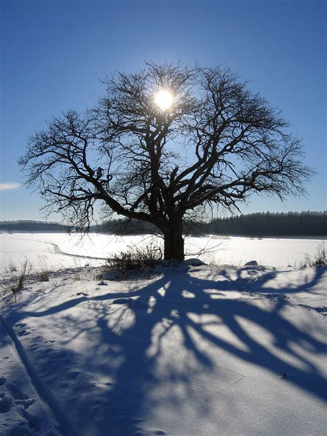 Sun, tree and shadow | I took a number of different photos a… | Flickr