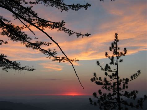 Free picture: sunset, pine, trees, clouds