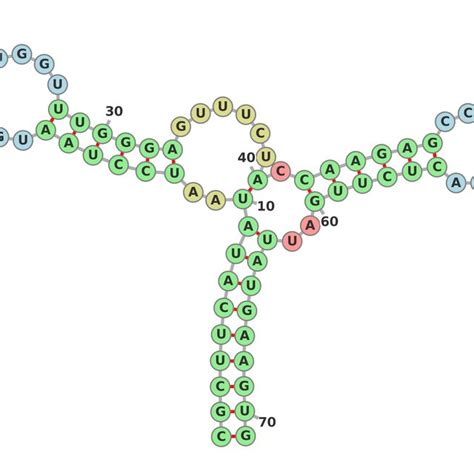 Secondary structure of RNA. | Download Scientific Diagram