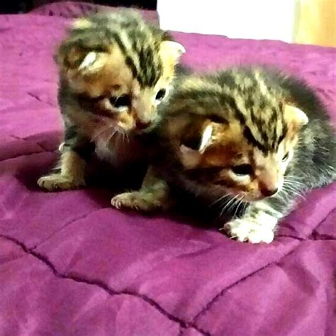 Bengal Kittens For Adoption, Pet Supplies, Homes & Other Pet ...