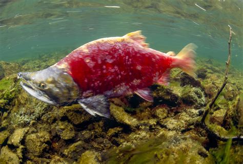 Spawning Salmon - Art Wolfe