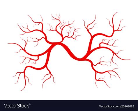 Creative of red veins isolated Royalty Free Vector Image