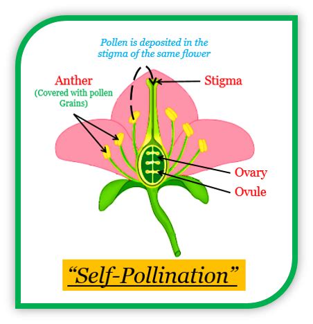 Cross Pollination Diagram