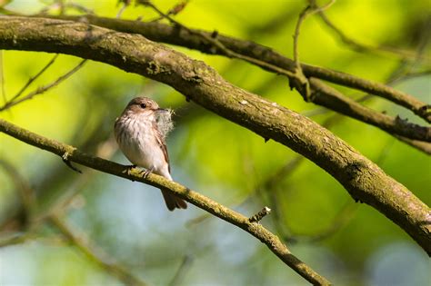 Darley Dale Wildlife: Spotted Flycatcher - nest building