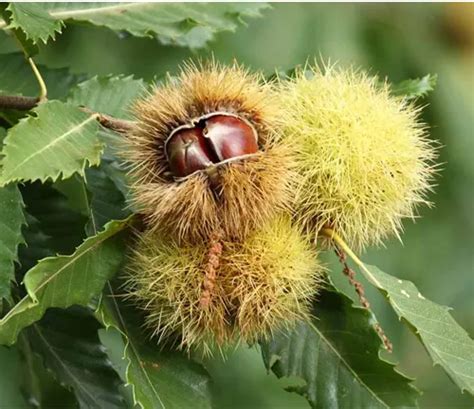 Chinese Chestnut Tree - Forestry.com