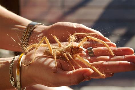 Solifugae - Alchetron, The Free Social Encyclopedia