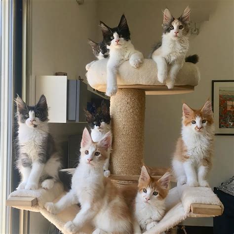 50 Cute Maine Coon Kittens That Are Future Giants In The Making