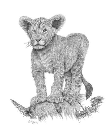 Stunning "Lion Cub" Pencil Drawings And Illustrations For Sale On Fine Art Prints