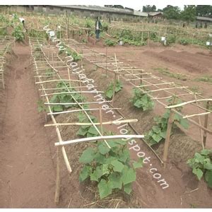 Detailed Guide on Successful Cucumber Farming Venture | The Agriculturist