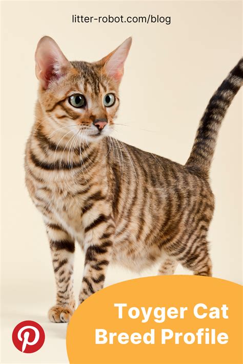 Toyger Cat Breed Profile | Litter-Robot