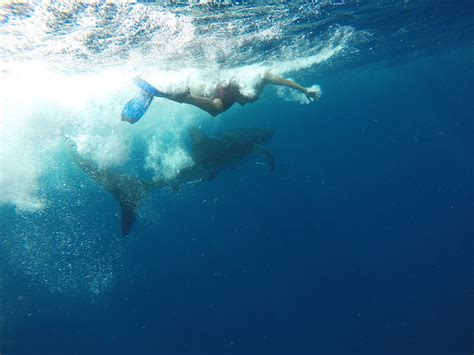 Snorkeling With Whale Sharks in Mexico Review | Inspire • Travel • Eat