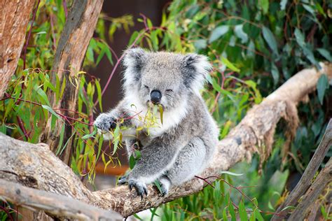 Lone Pine Koala Sanctuary | Hours & Tickets for Brisbane's Wildlife Park