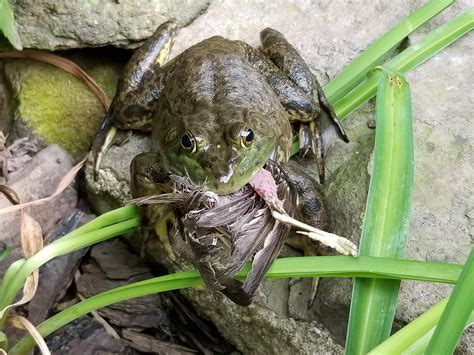 Frog Eating A Bird