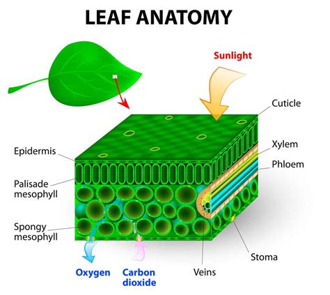 Diagram The Parts Of A Flower And Label Their Functions | Best Flower Site