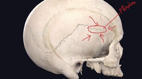 Norma Lateralis | Study of skull from the side | This includes the bones... | Study, Anatomy ...