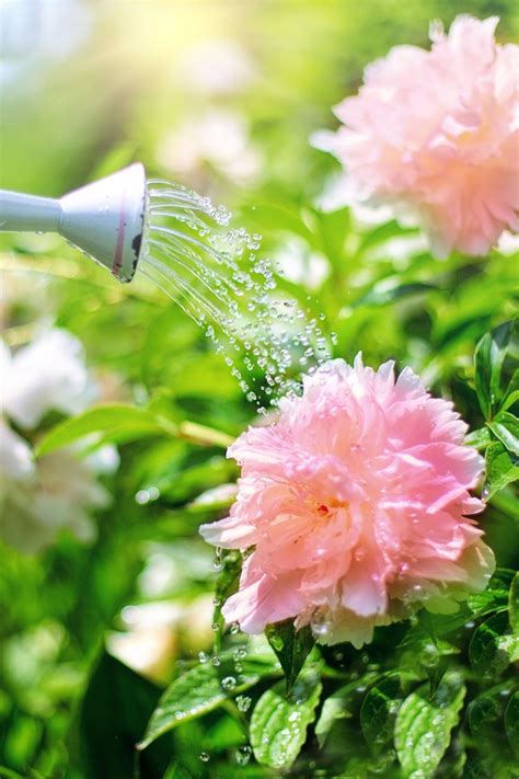 Free Stock Photo of Watering Flowers | Download Free Images and Free Illustrations