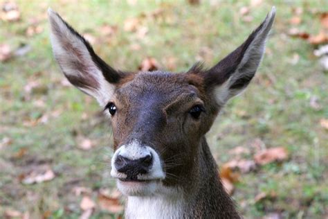 Thorold's deer - Alchetron, The Free Social Encyclopedia