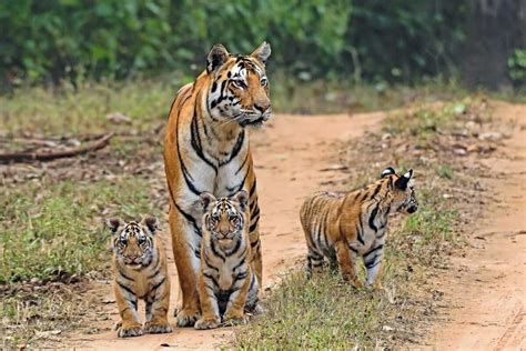 All about tiger safaris in India - Breathedreamgo