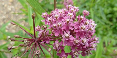 Virginia silkweed - seasonal development, description, general distribution and flowering time