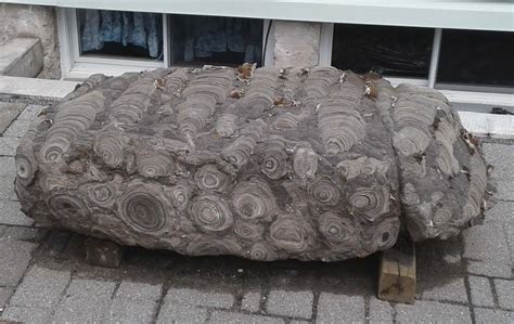 Limpet fossil? - Fossil ID - The Fossil Forum