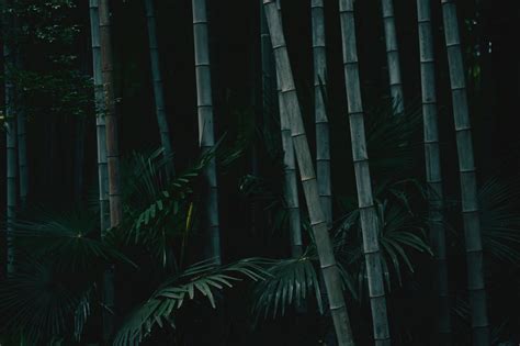 Download Dark Tall Bamboo 4k Nature Wallpaper | Wallpapers.com